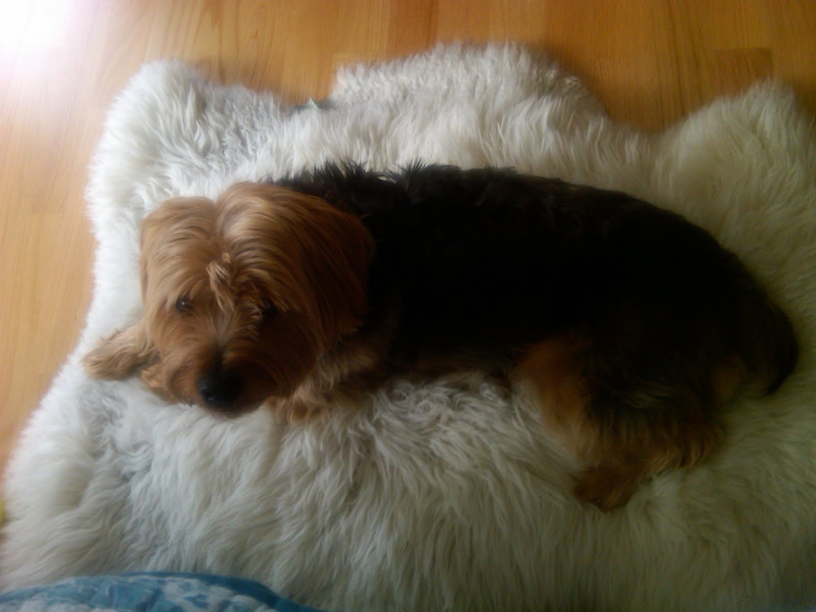 Dog Sitting Day 1: Dwight Lind visits Scituate