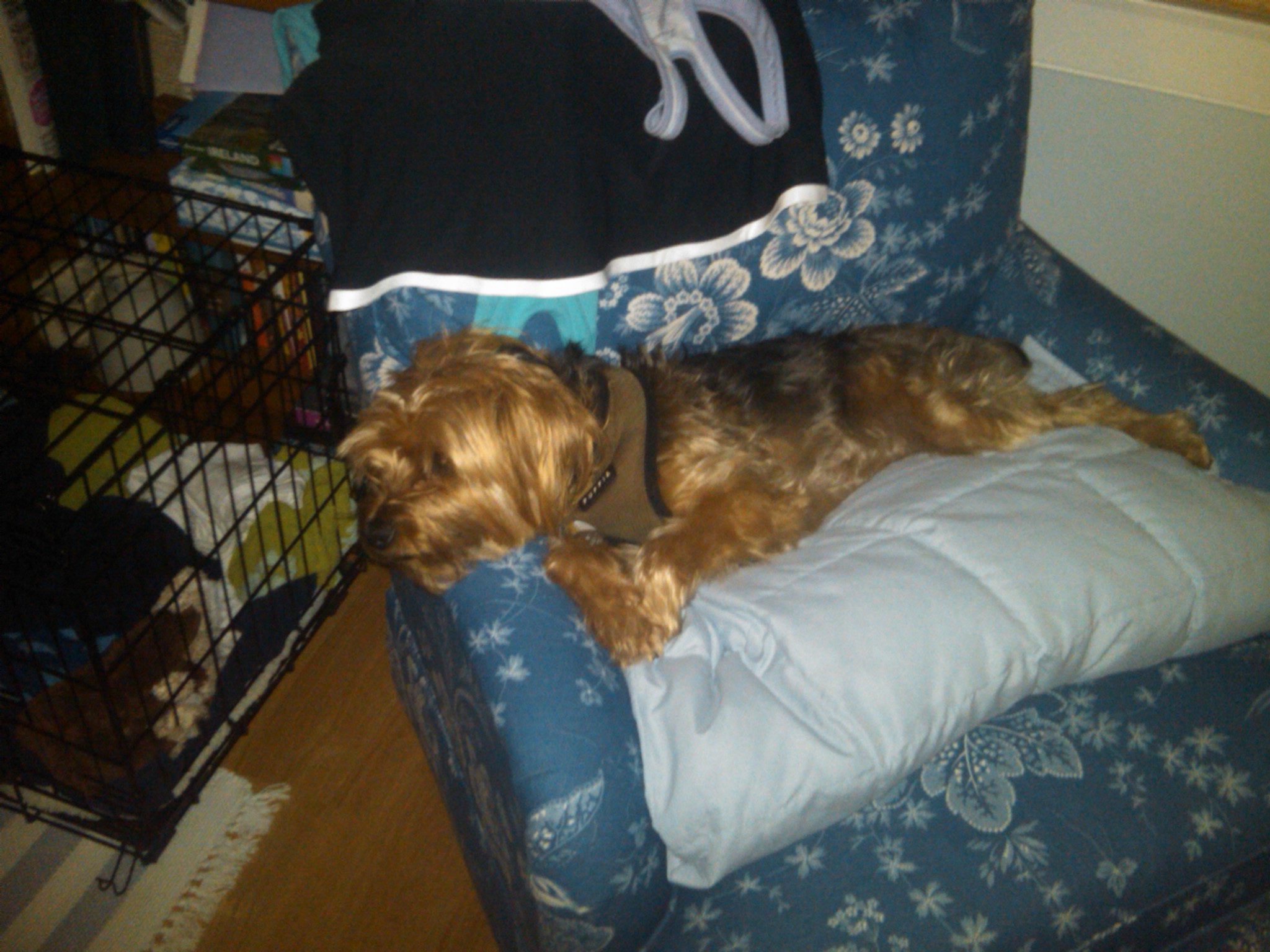 Dog Sitting Day 3: Leg licking and the beach ... — image 2