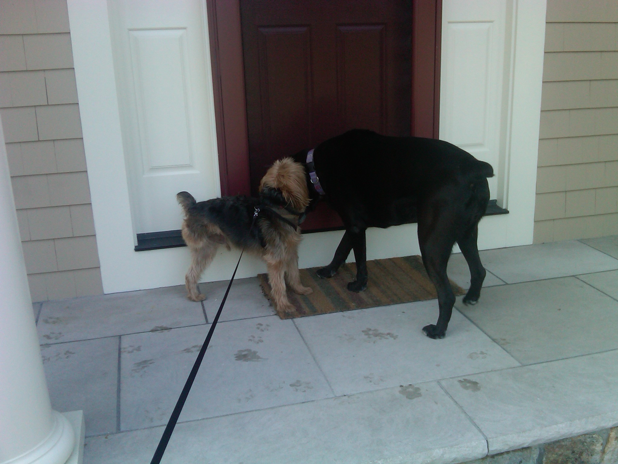 Dog Sitting Day 3: Leg licking and the beach ... — image 3