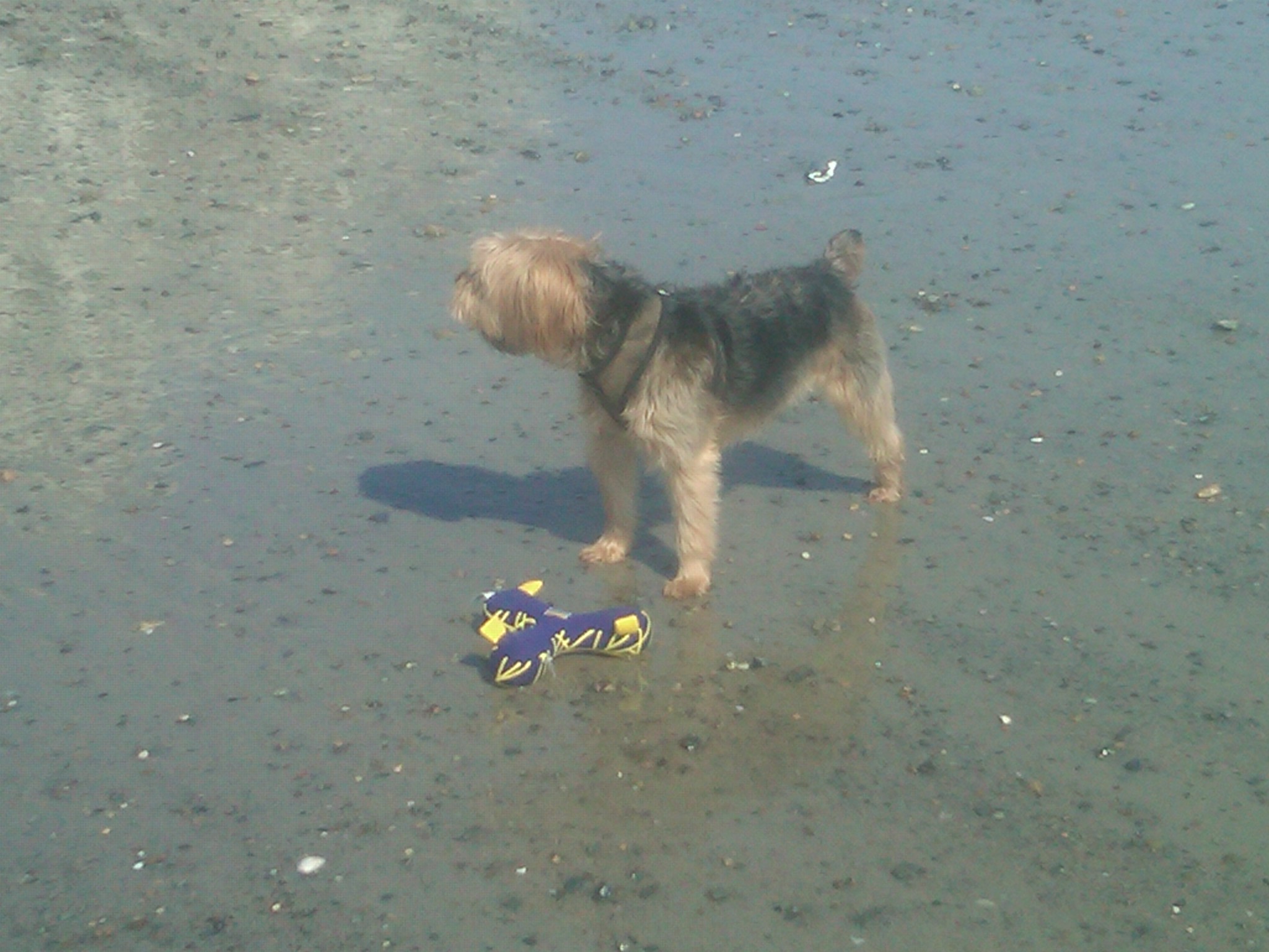 Dog Sitting Day 3: Leg licking and the beach ... — image 4