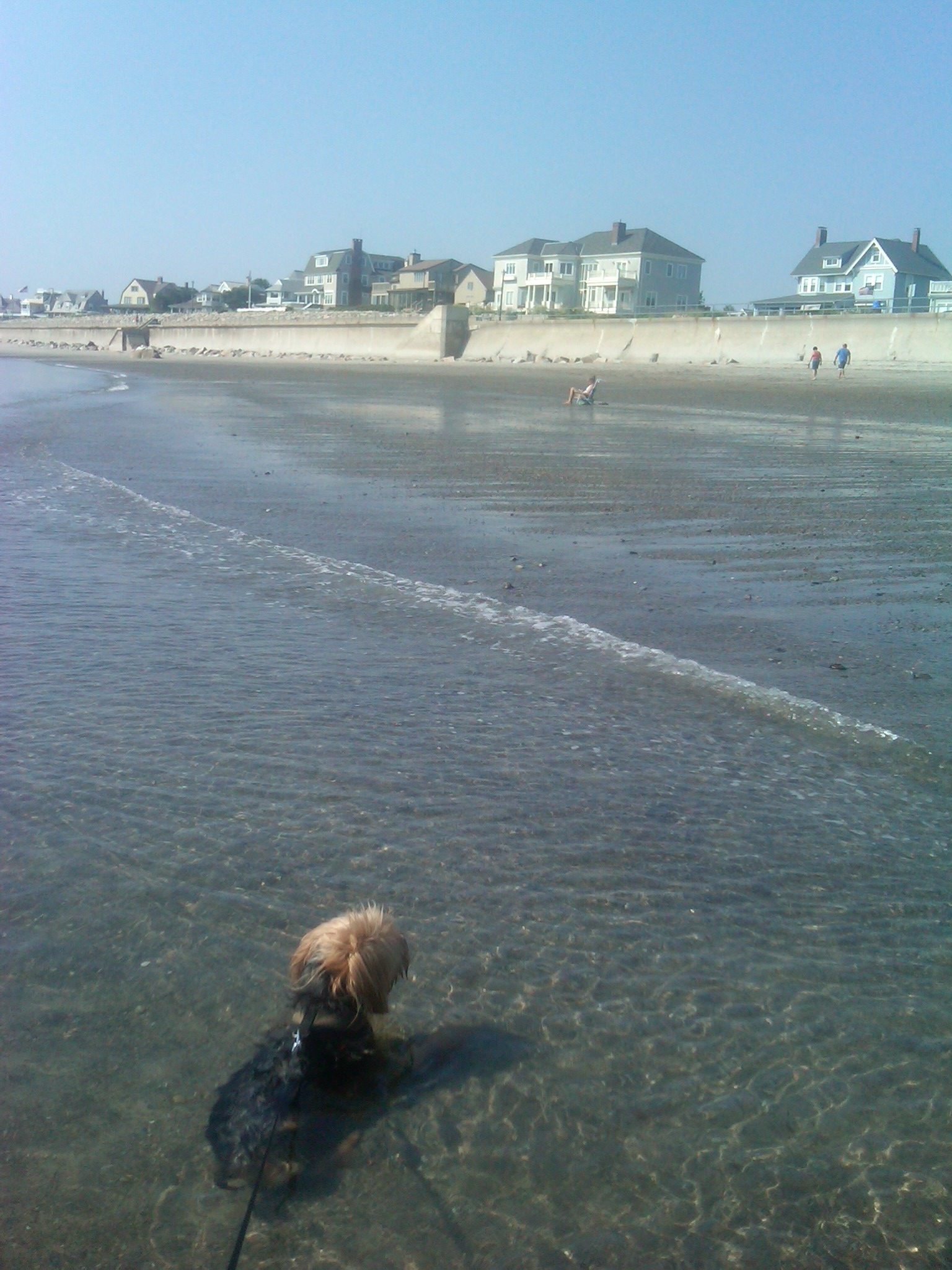 Dog Sitting Day 3: Leg licking and the beach ... — image 5