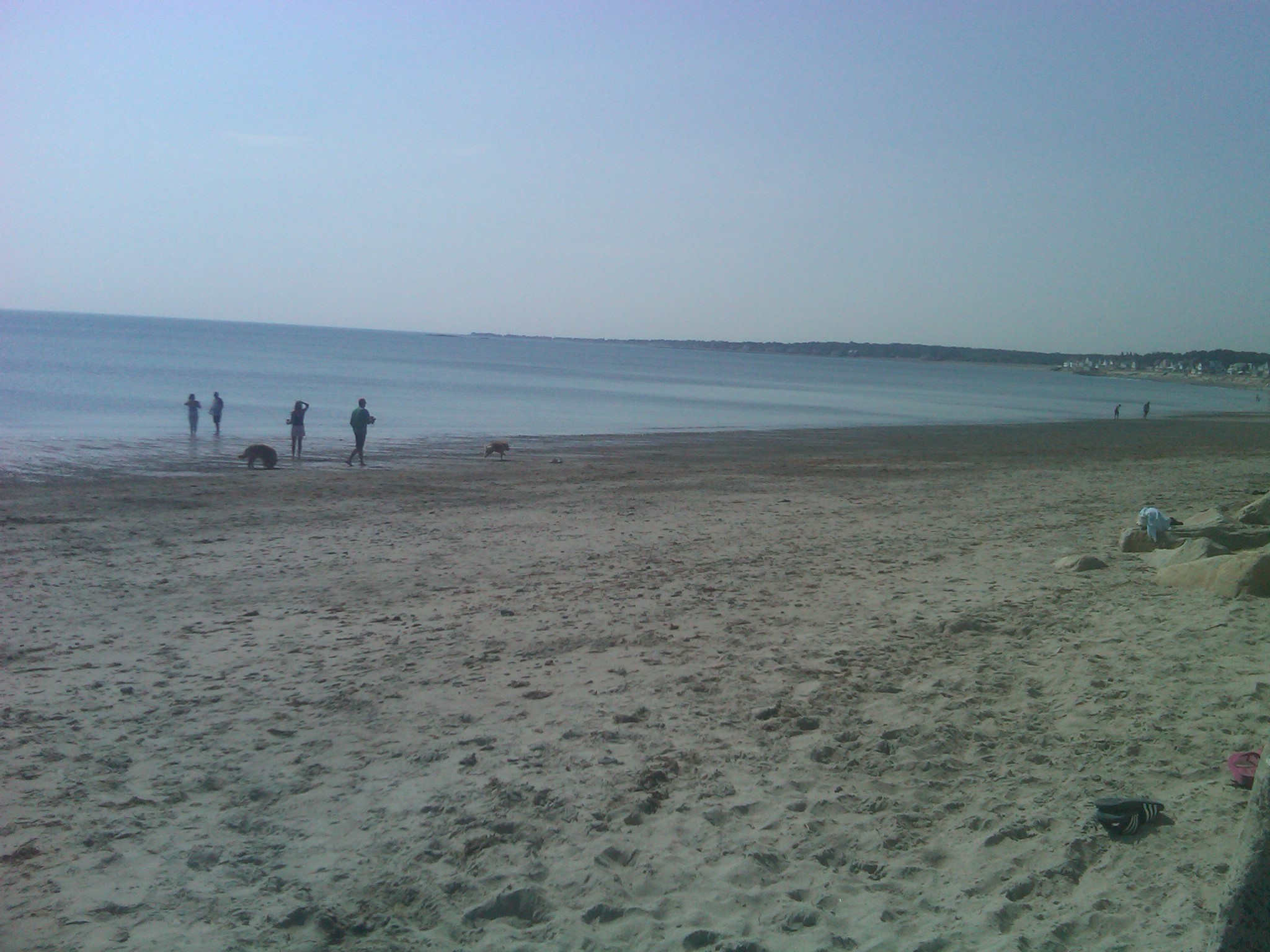 Dog Sitting Day 3: Leg licking and the beach ... — image 7