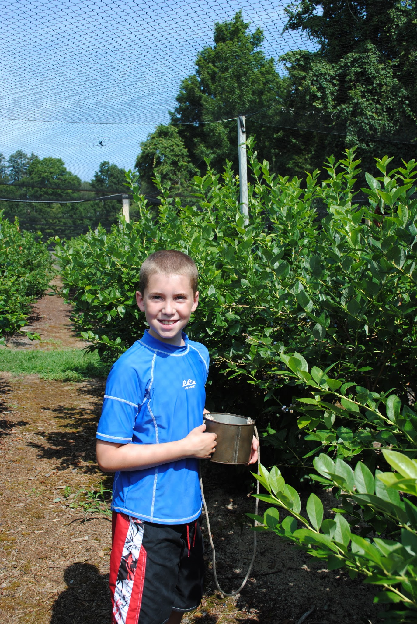 Blueberry Picking! — image 2