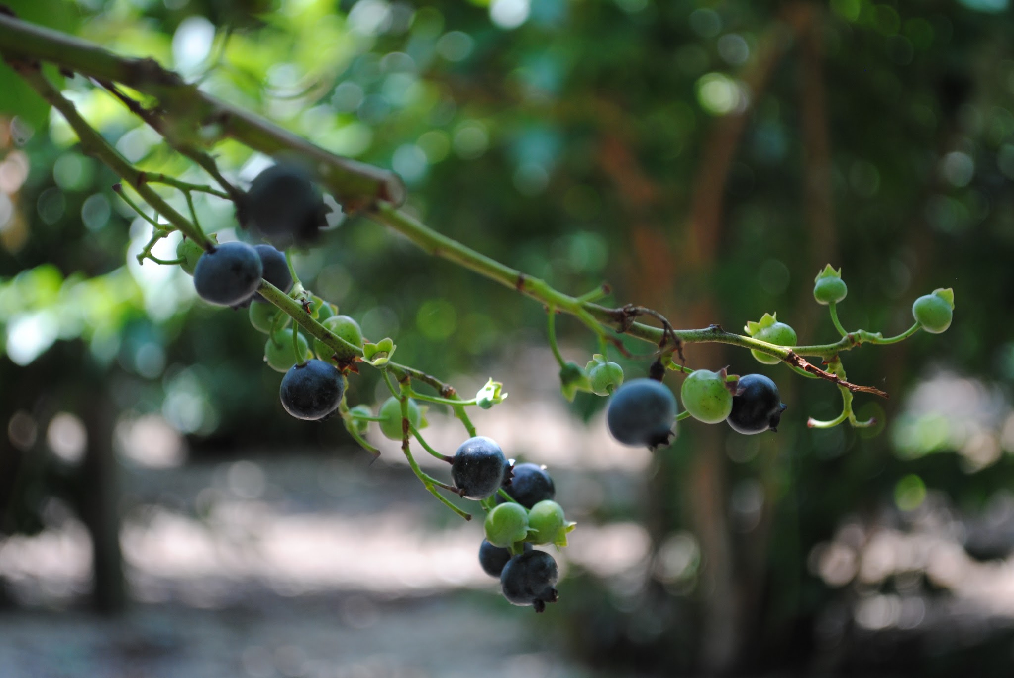 Blueberry Picking! — image 3