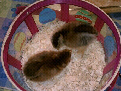 Happy (fluffy) Easter — image 1