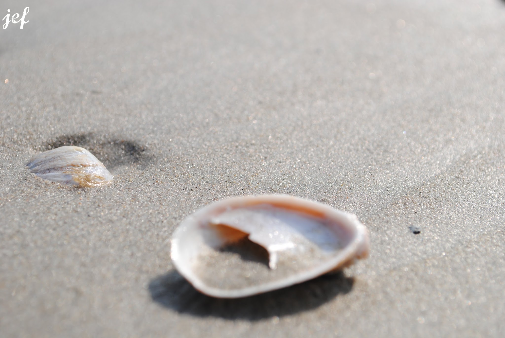One Shell. Four Ways. — image 4