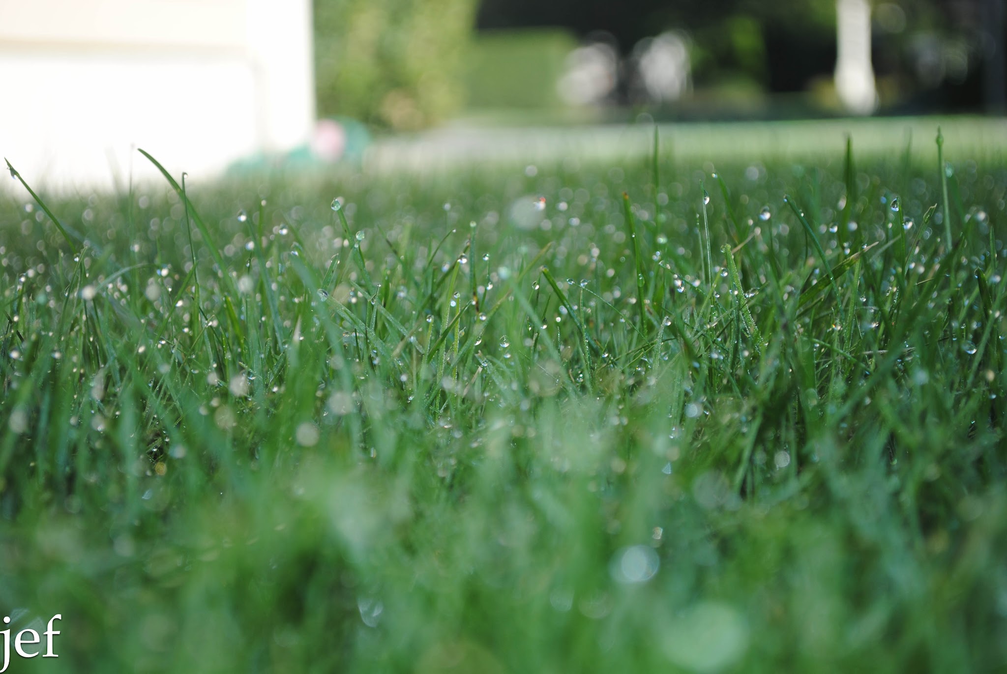 Just Dew It — image 2