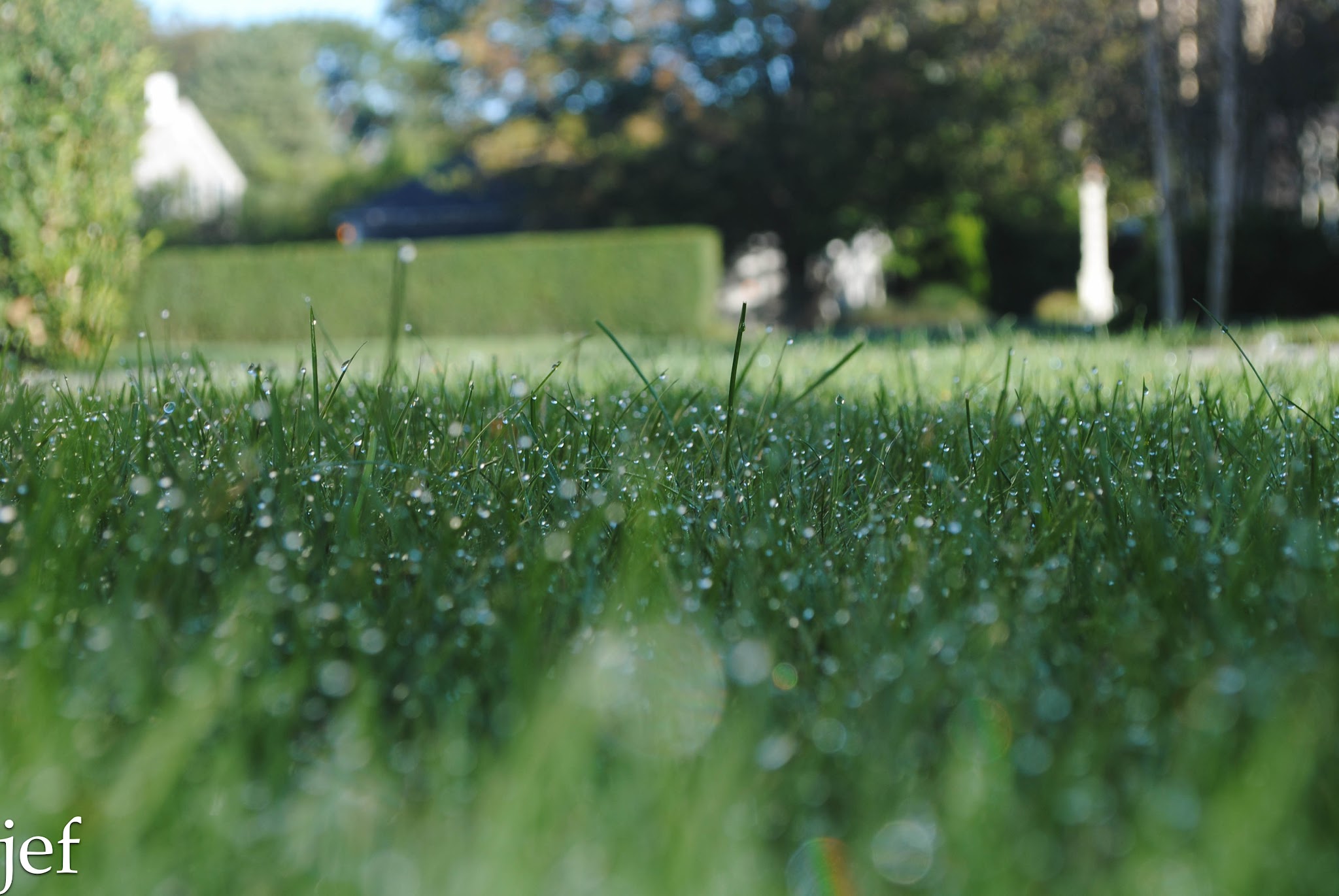 Just Dew It — image 4