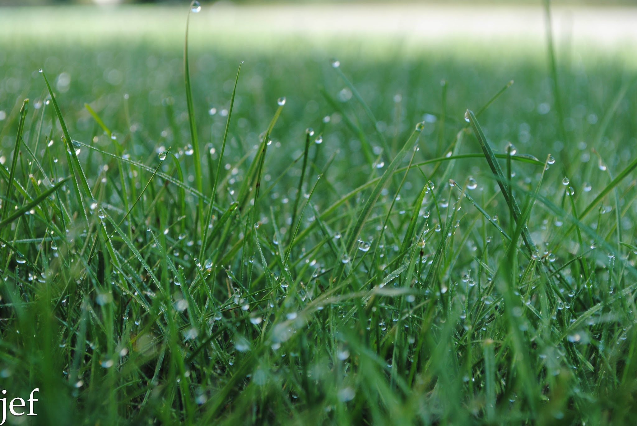 Just Dew It — image 6