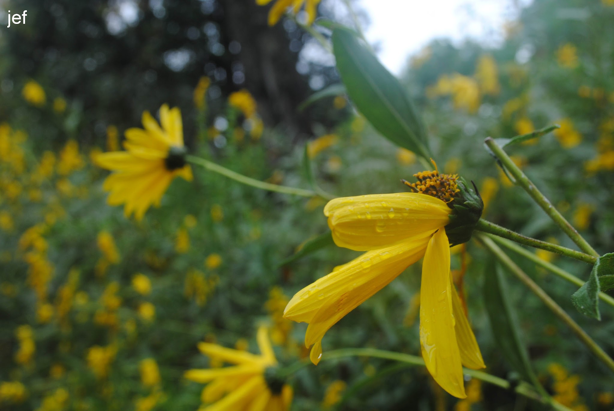 Boots, Rain, and Flowers. Oh my. — image 3