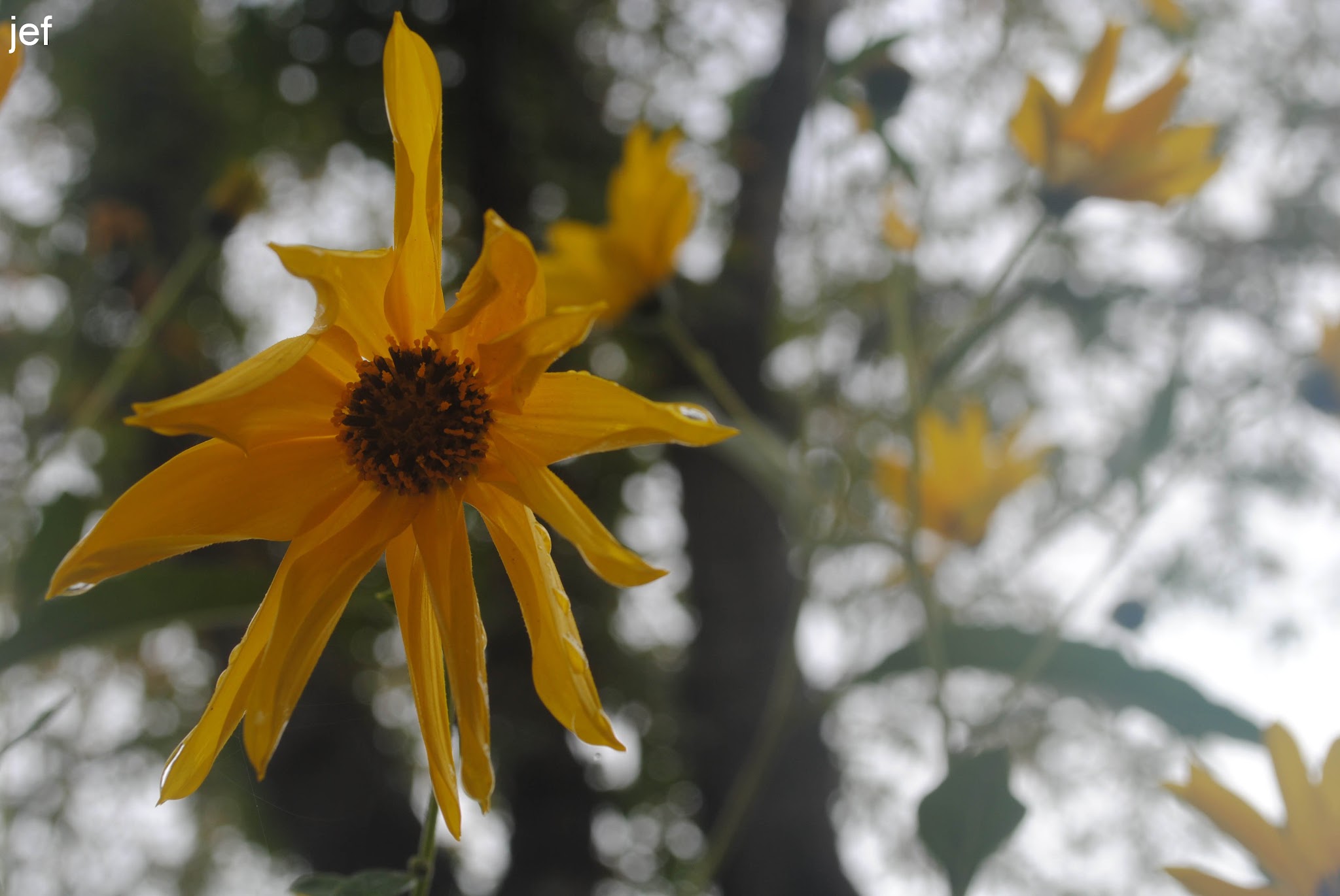 Boots, Rain, and Flowers. Oh my. — image 6