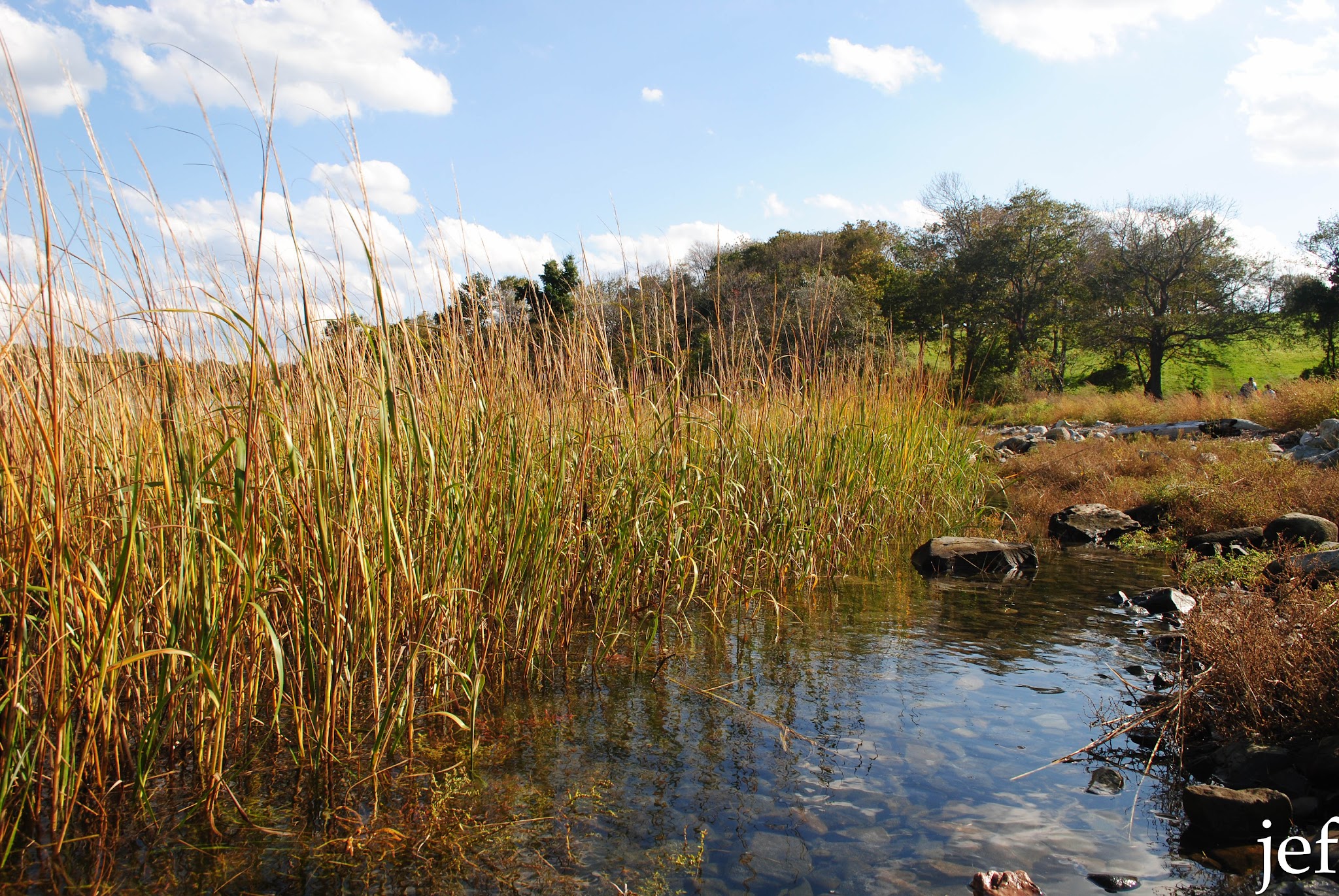 Foliage Fun — image 10