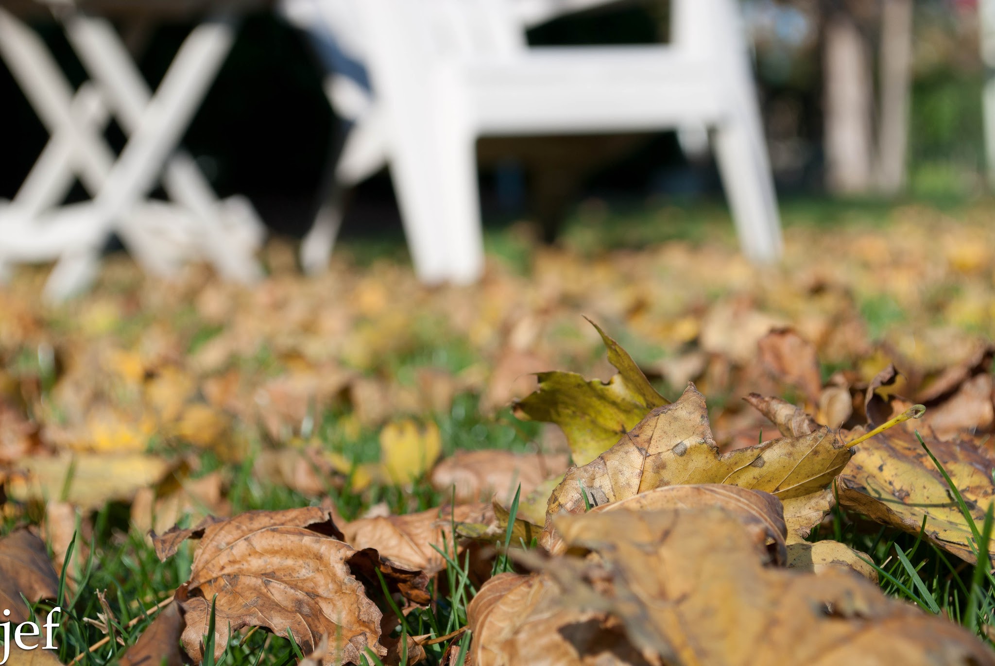 Fall in the Yard — image 3