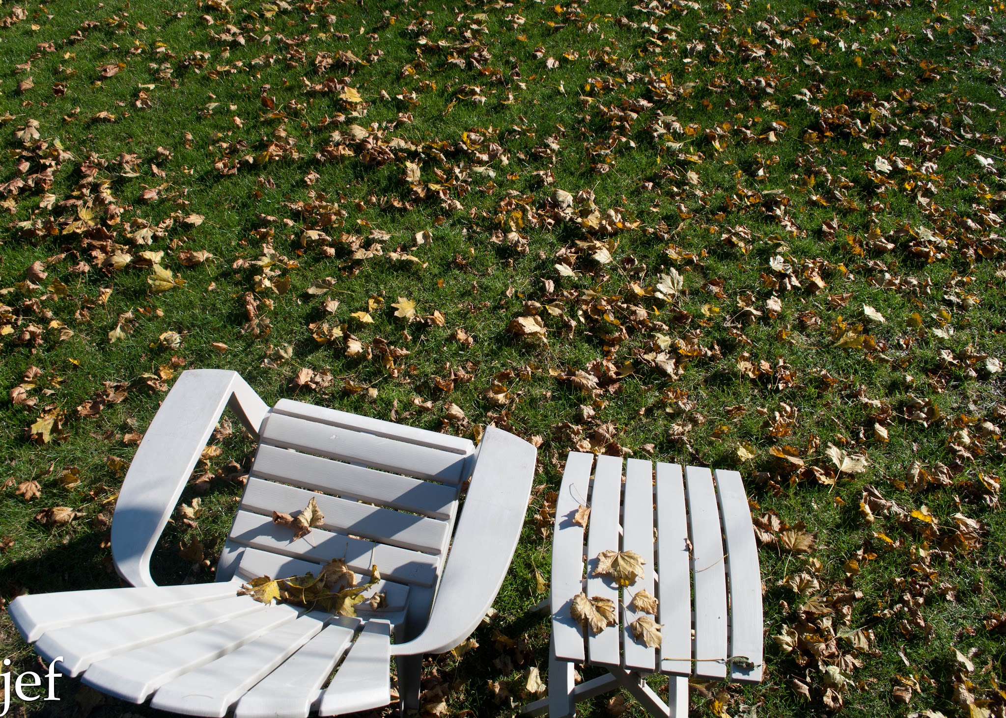 Fall in the Yard — image 2