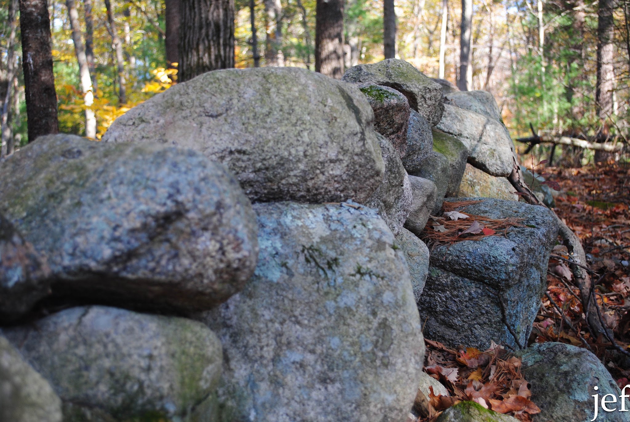 Stone Walls and Dragonflies — image 6