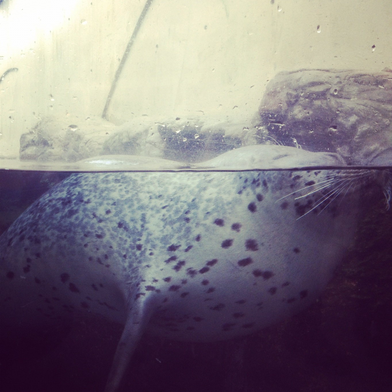 Time for Seals and Sneakers — image 2