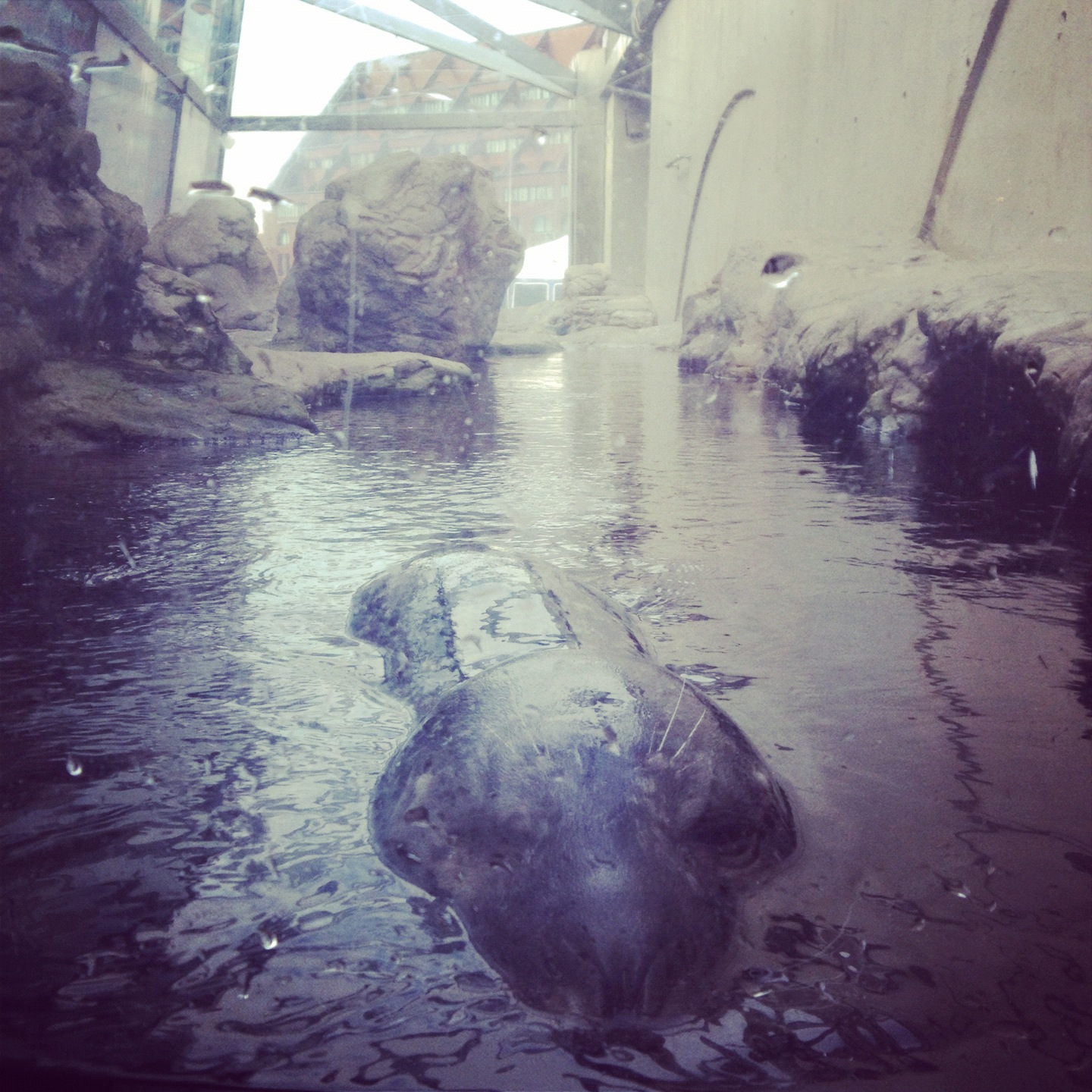 Time for Seals and Sneakers — image 3