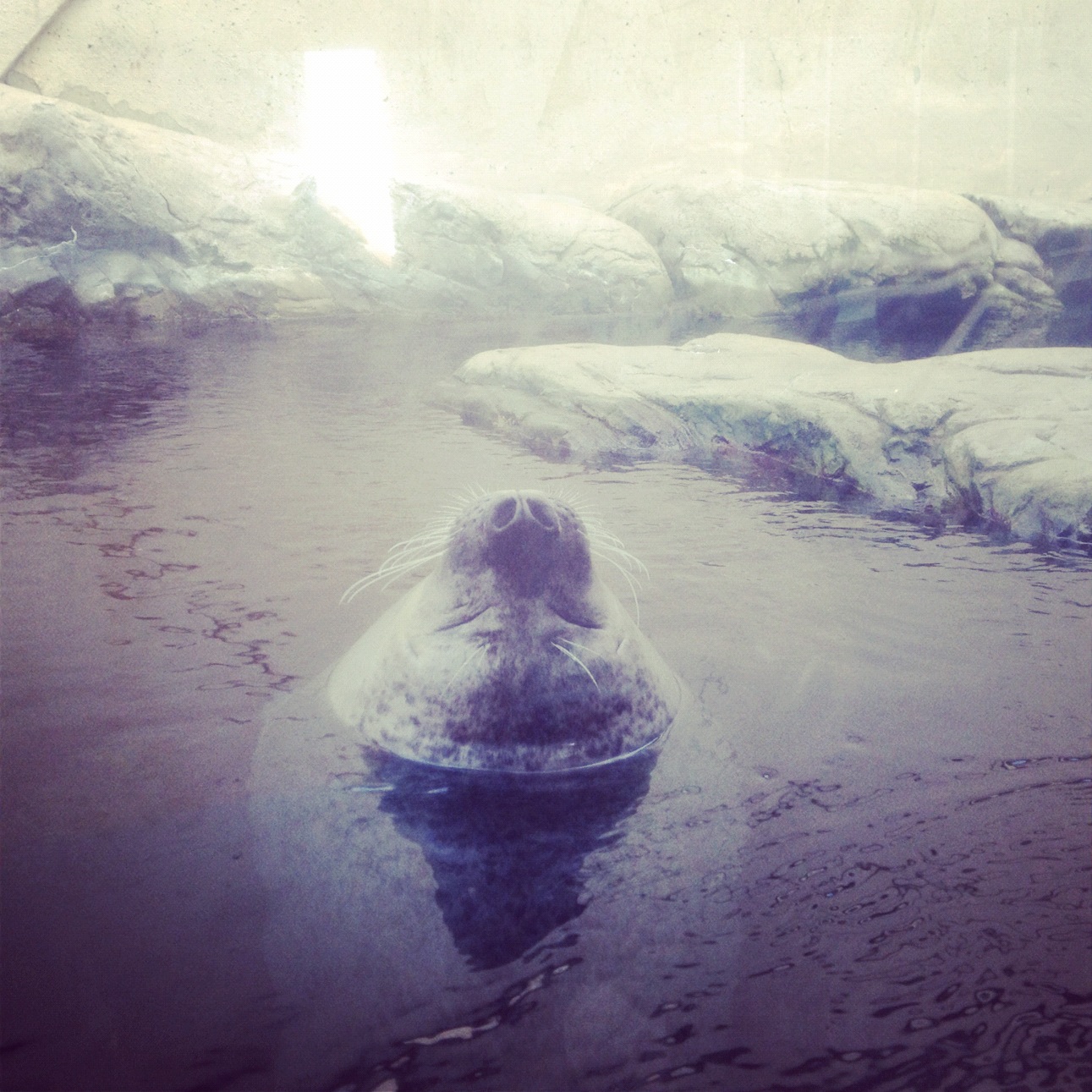 Time for Seals and Sneakers — image 4