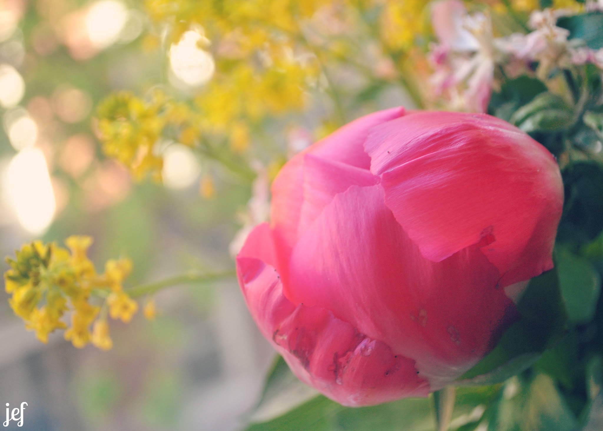 pretty flowers — image 2