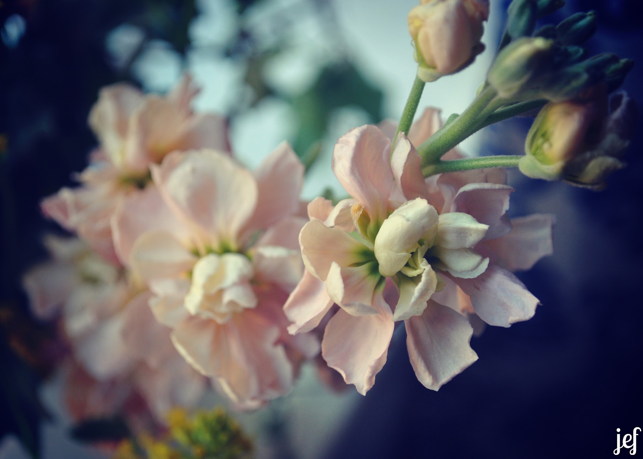 pretty flowers — image 3