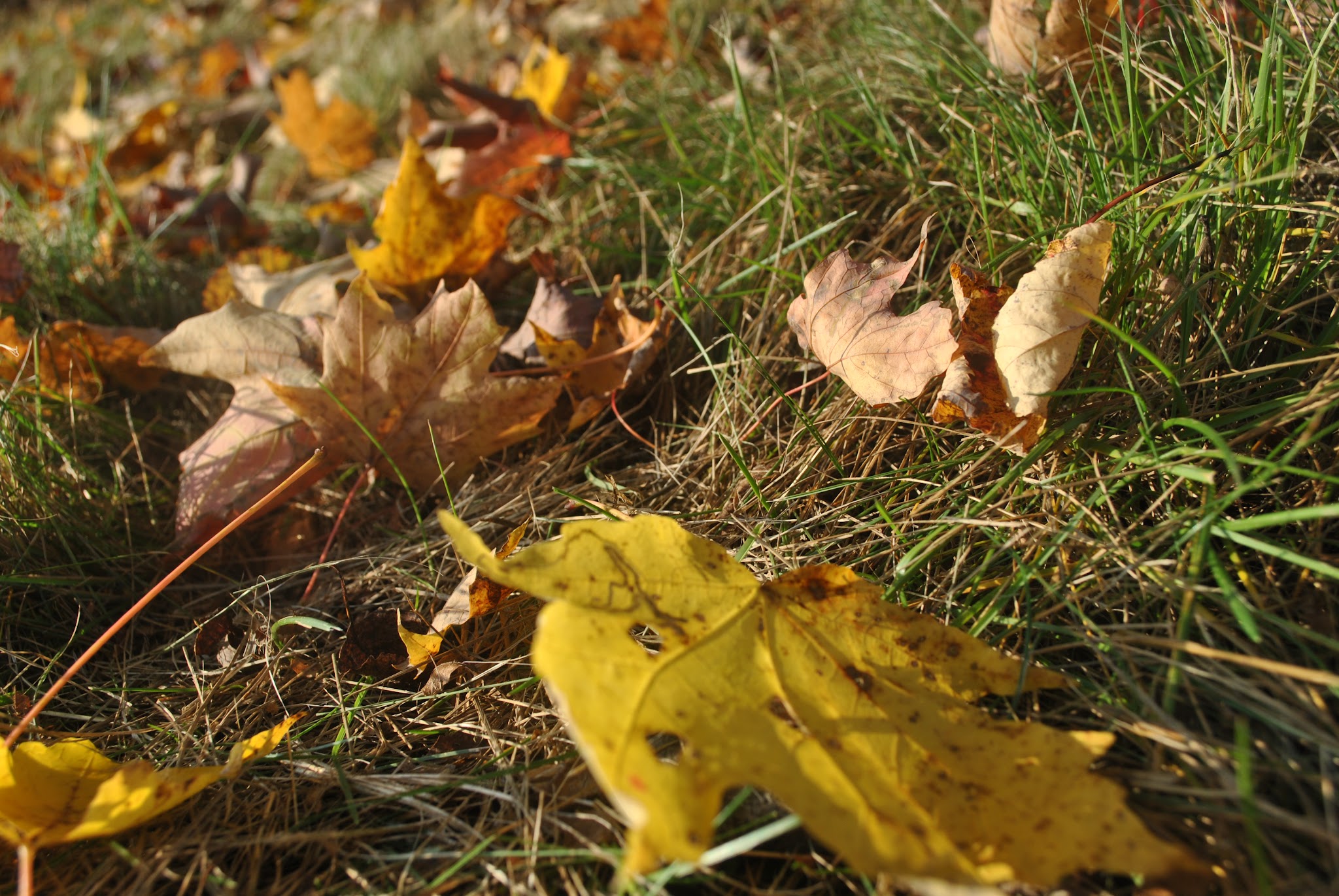 Resting in Vermont — image 2