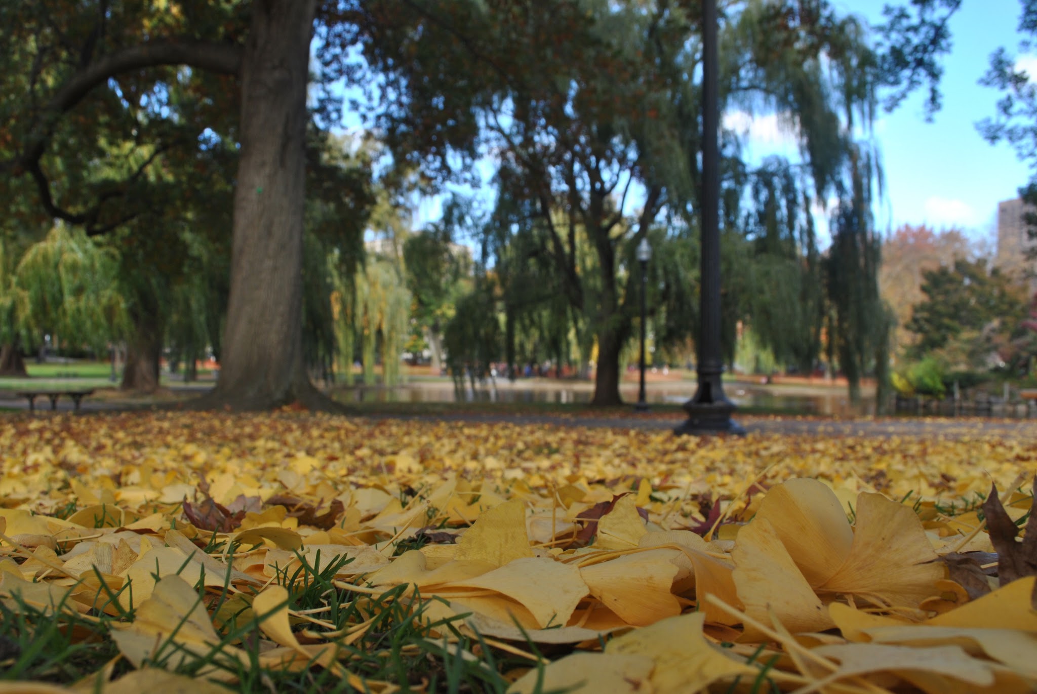 fall in the park — image 2