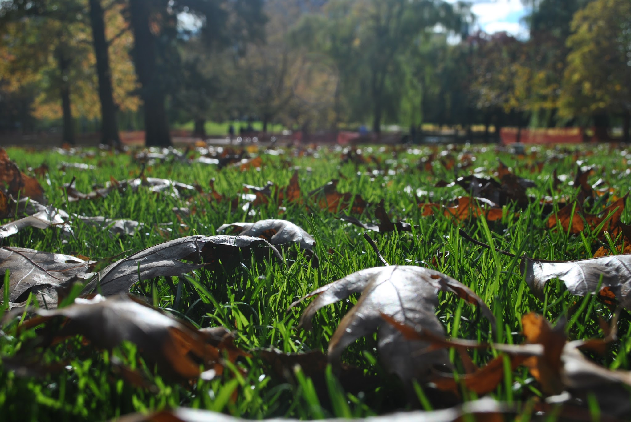 fall in the park — image 3