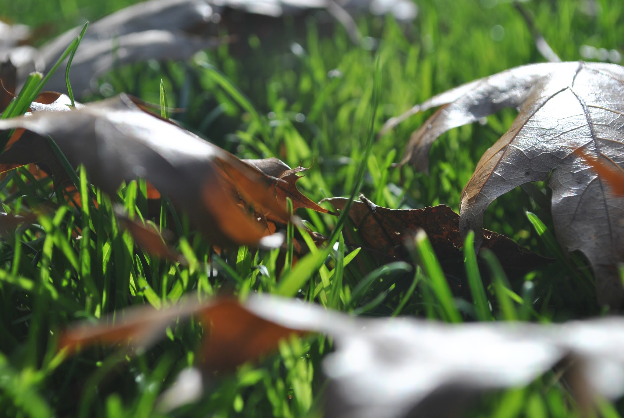 fall in the park — image 5