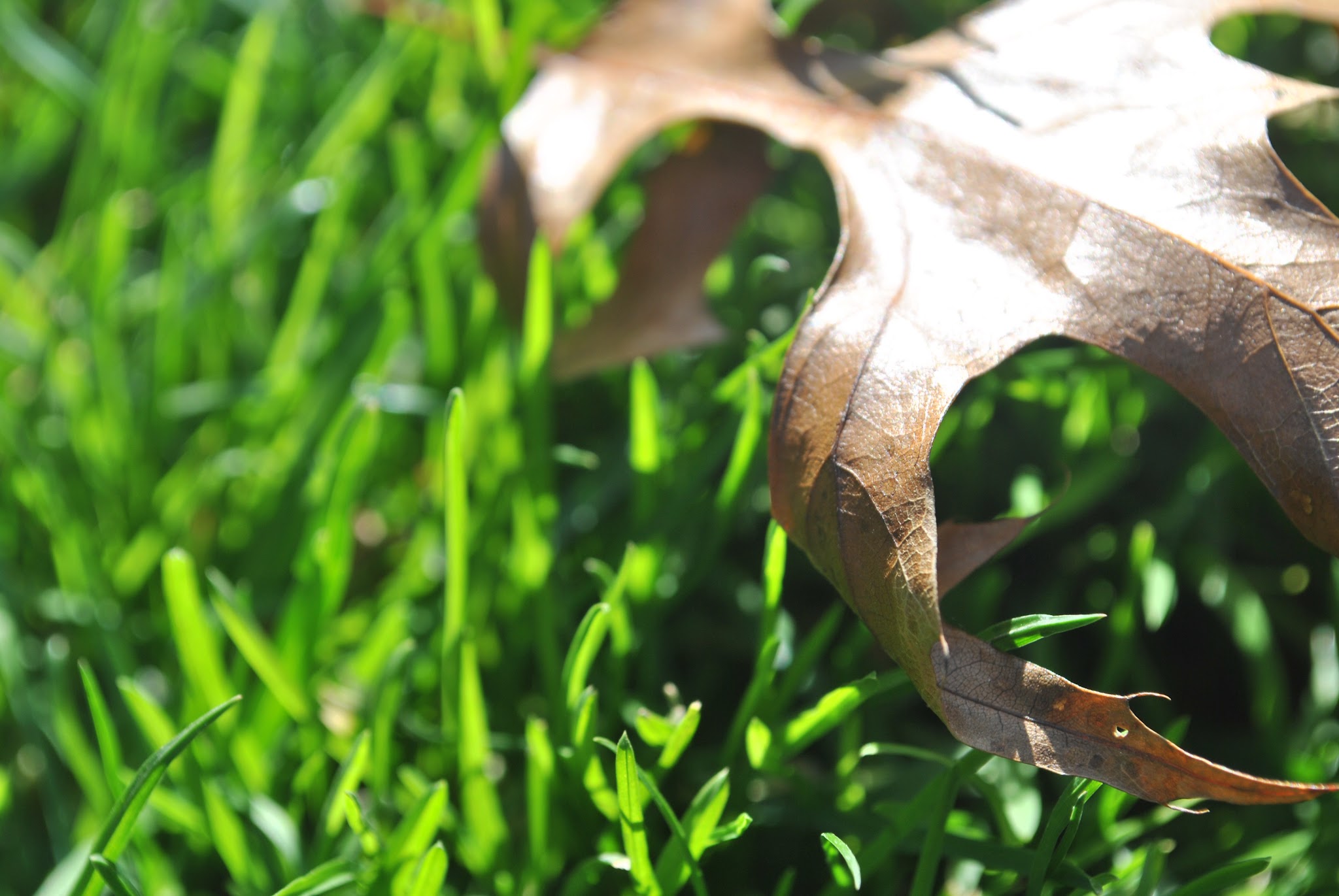 fall in the park — image 4