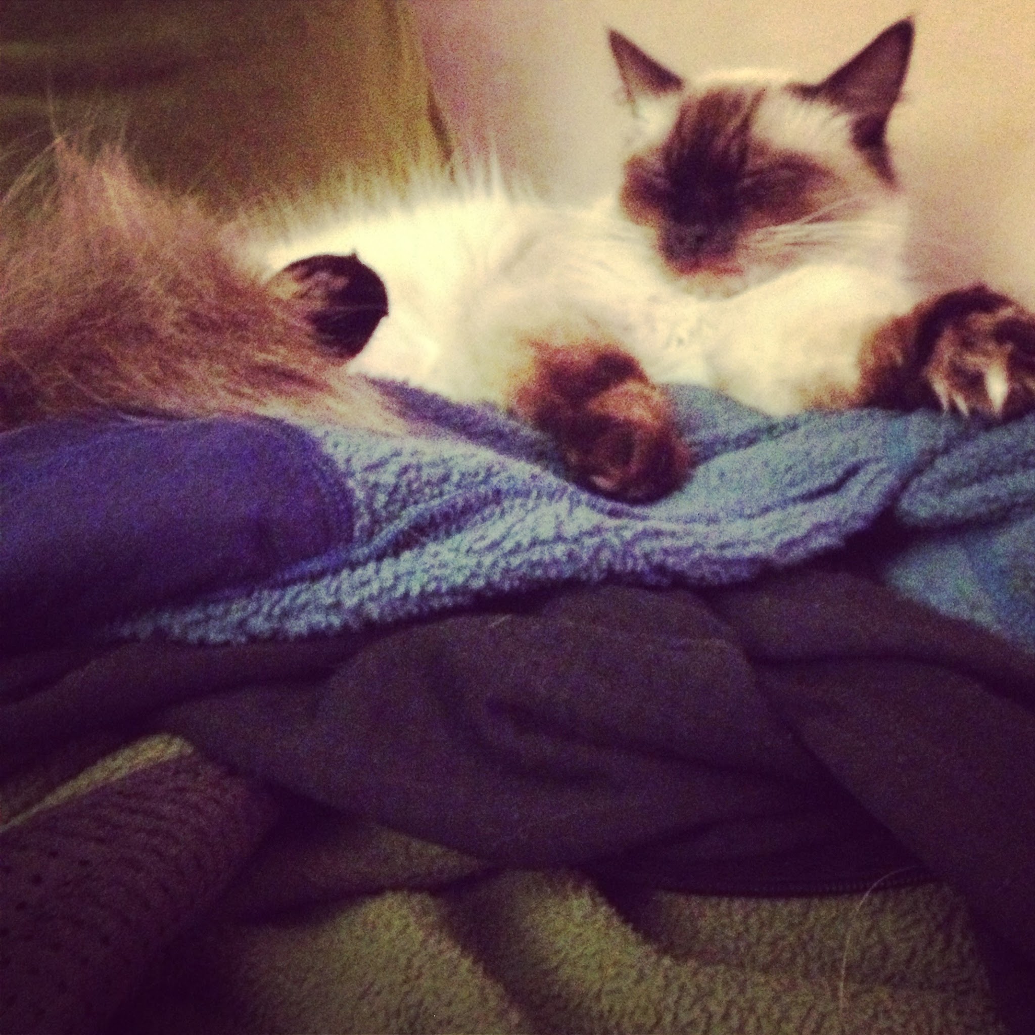 Meet Eleanor — image 5