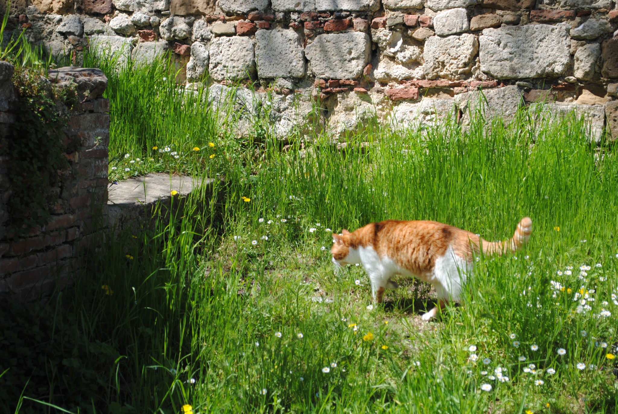 Day 9 (Part 2): The Tuscan Sunburn — image 6