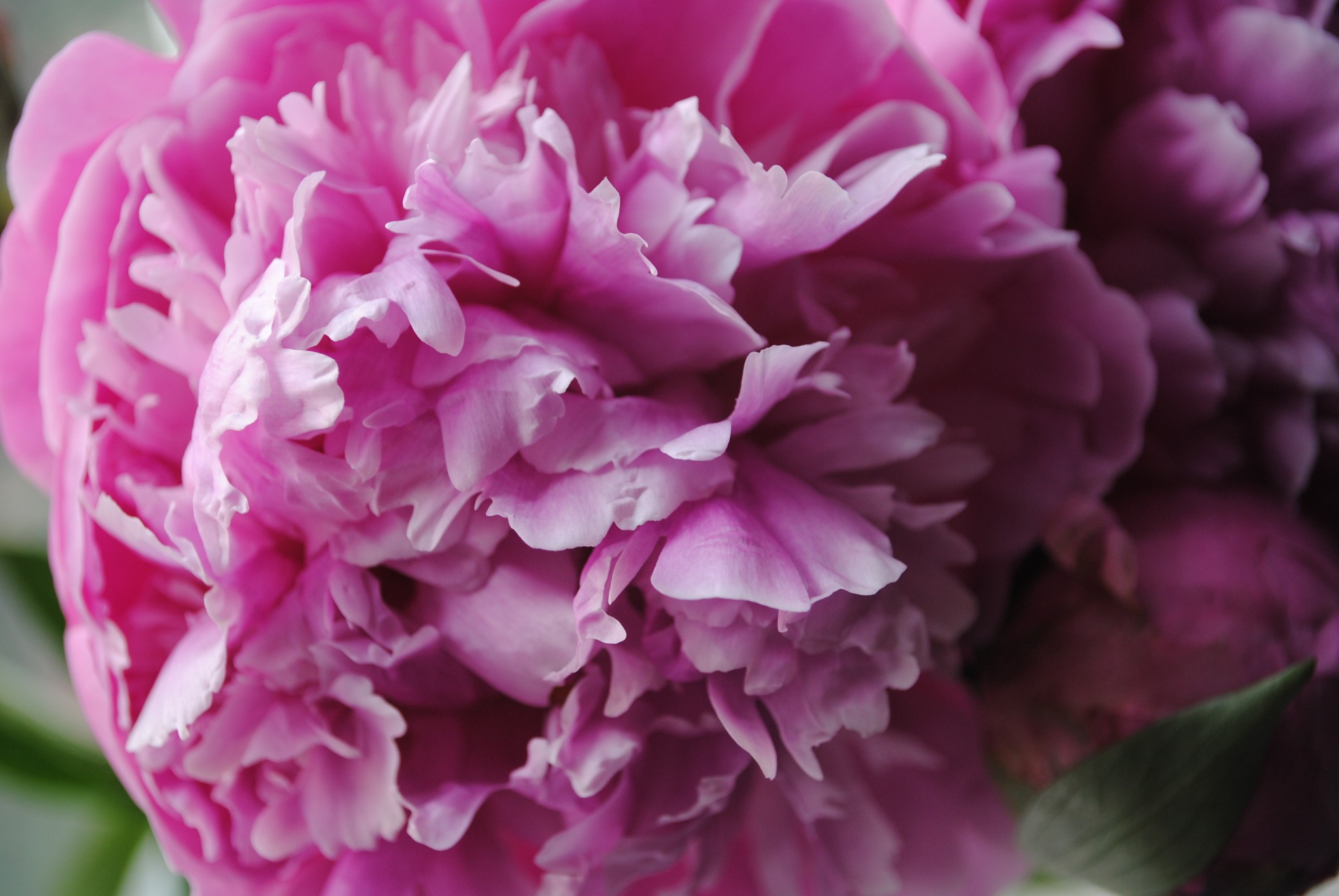 living for the blooms — image 2