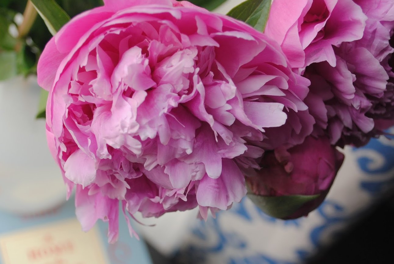 living for the blooms — image 4