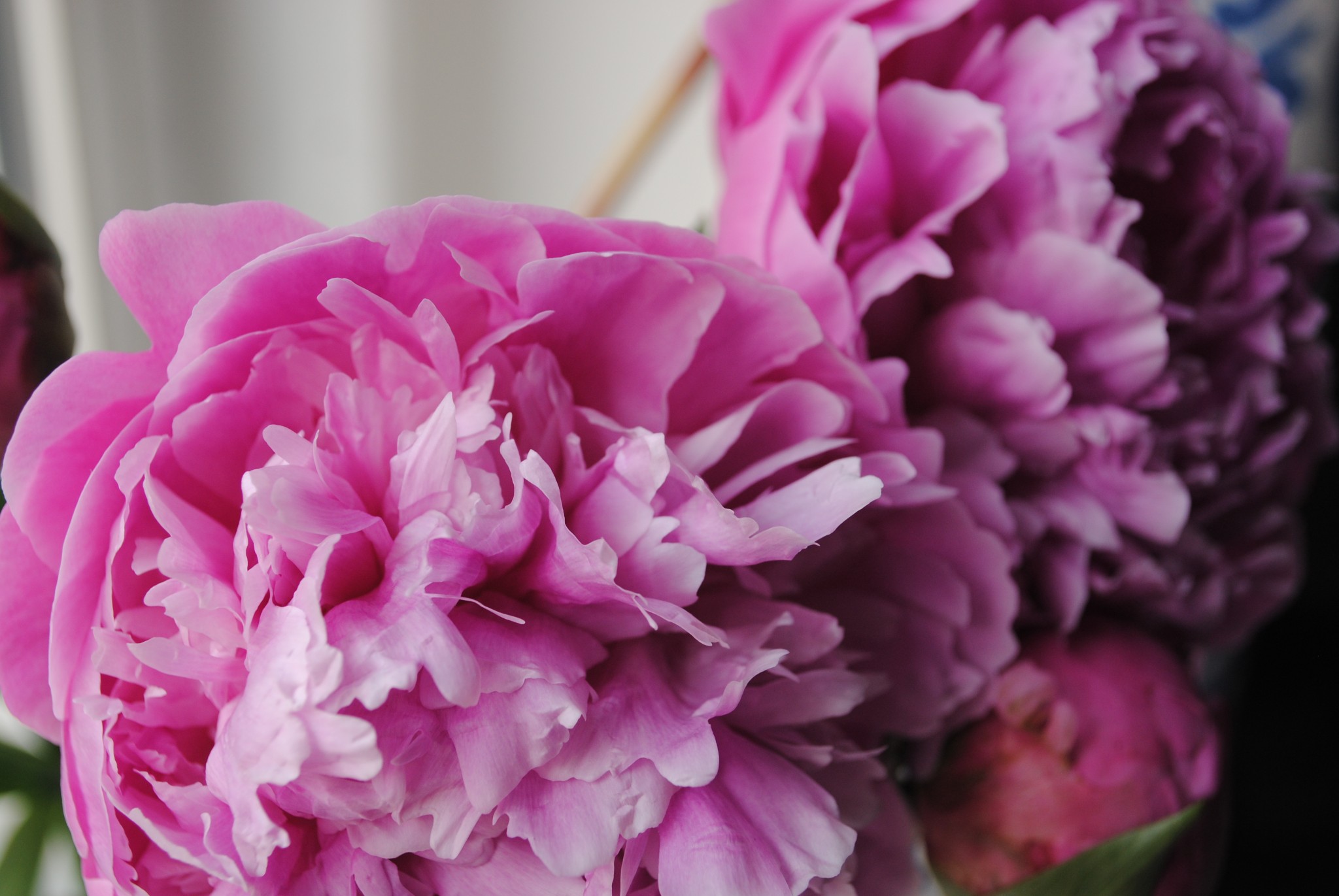 living for the blooms — image 6