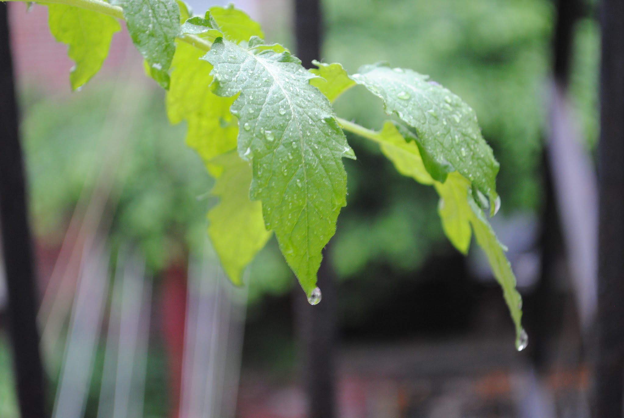 Urban Gardening — image 3
