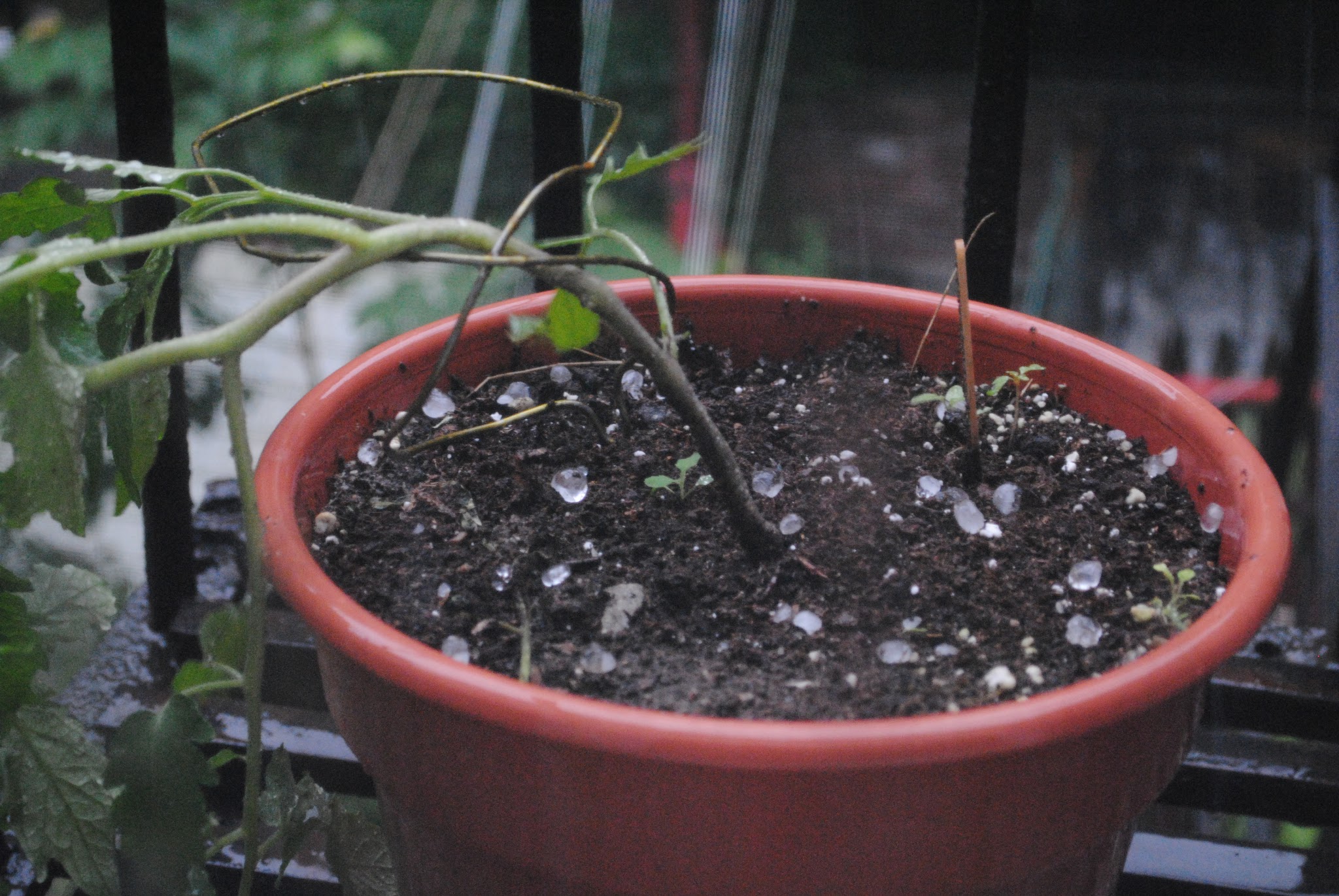 Urban Gardening — image 2