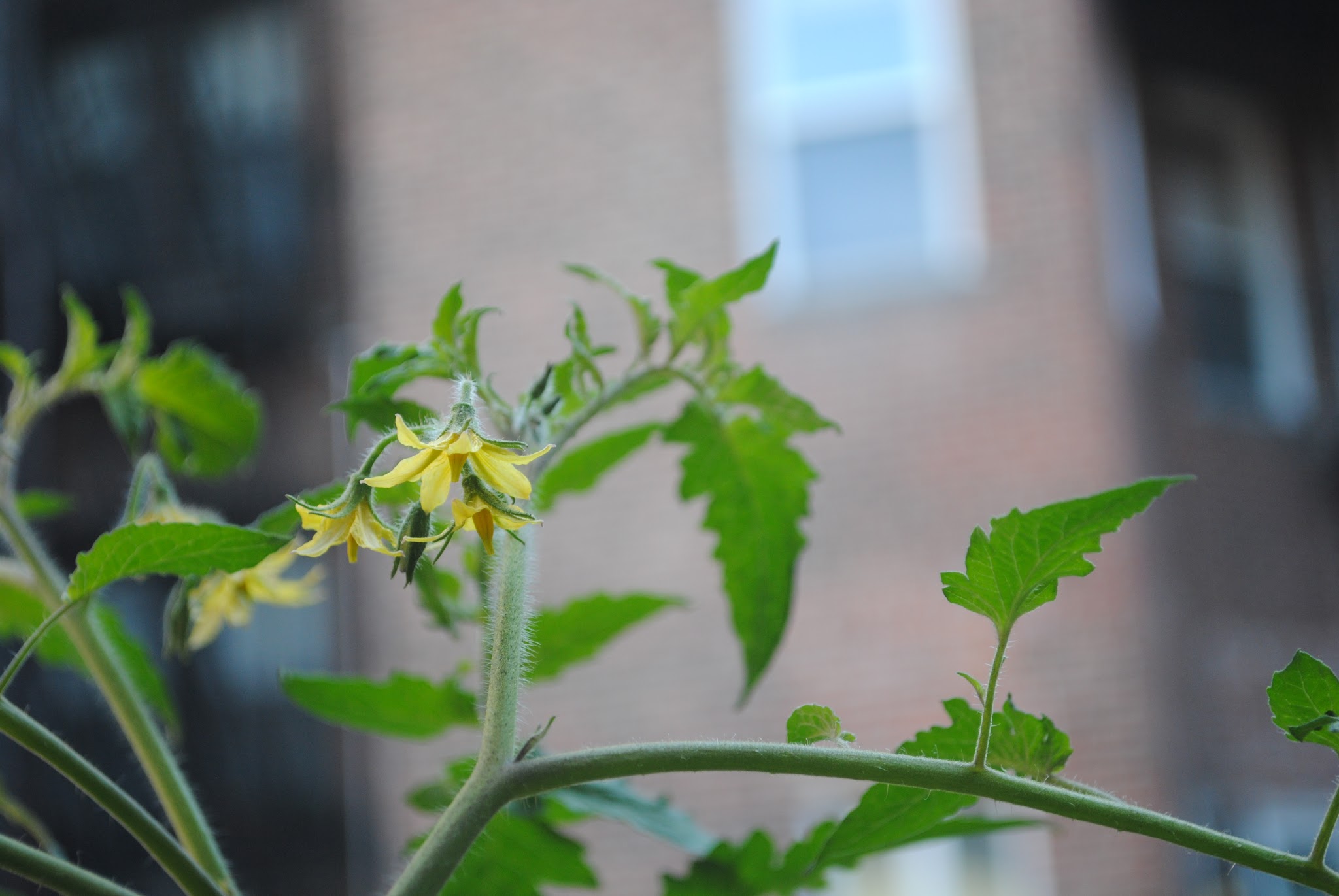 Urban Gardening — image 5