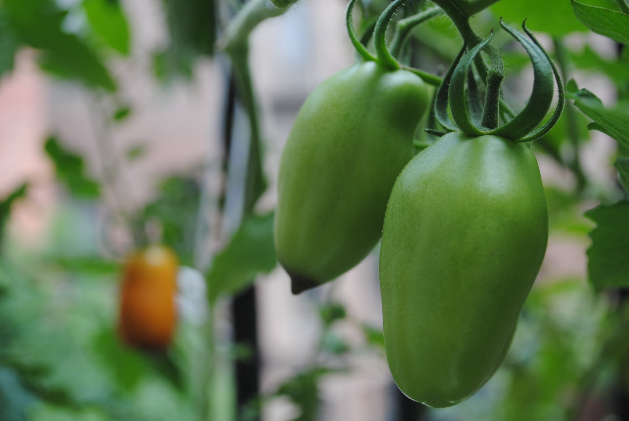 Urban Gardening — image 7