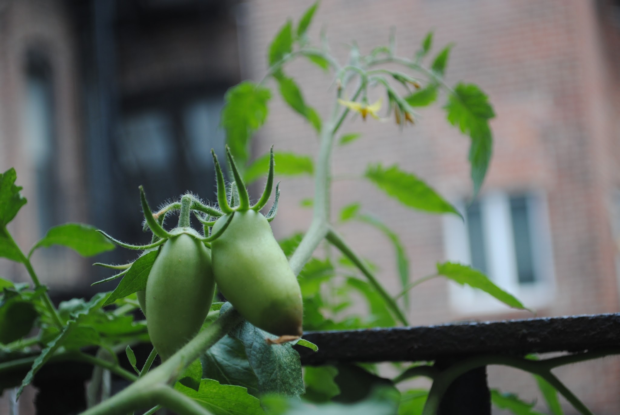 Urban Gardening — image 8