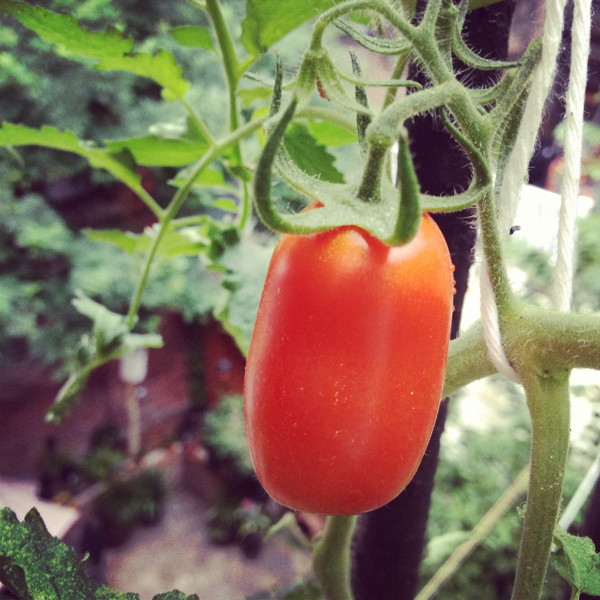 Urban Gardening — image 4
