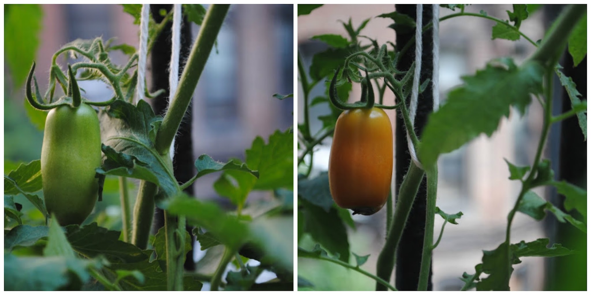 Urban Gardening — image 6