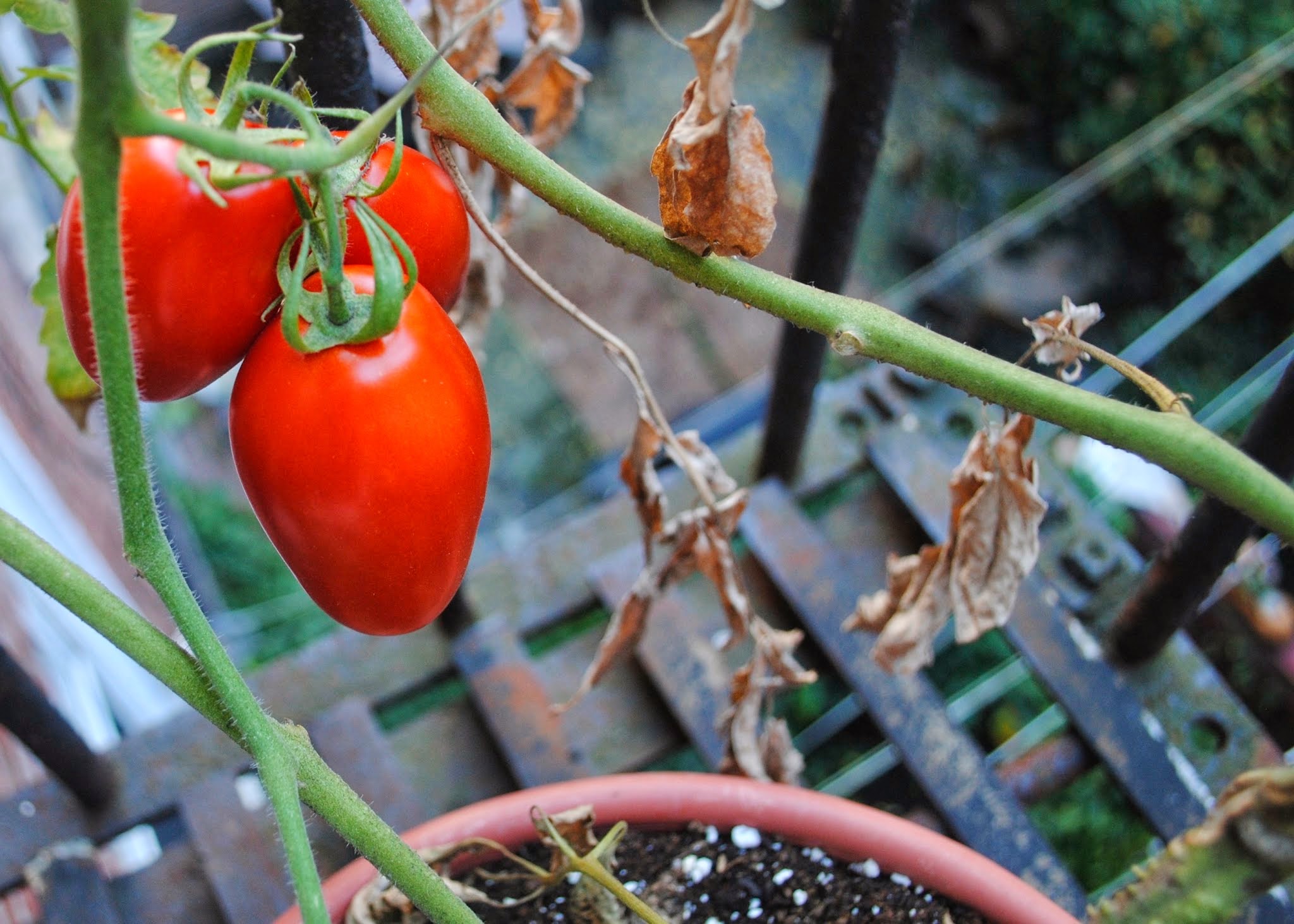 Homemade San Marzano Sauce — image 2