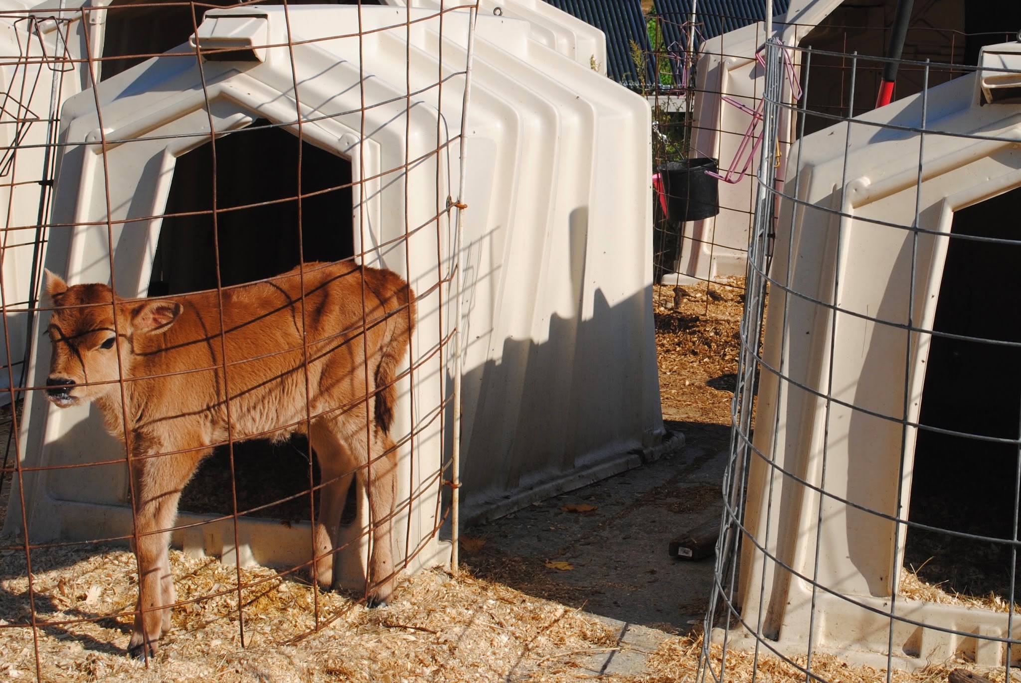 escaping to the farm in the fall — image 4