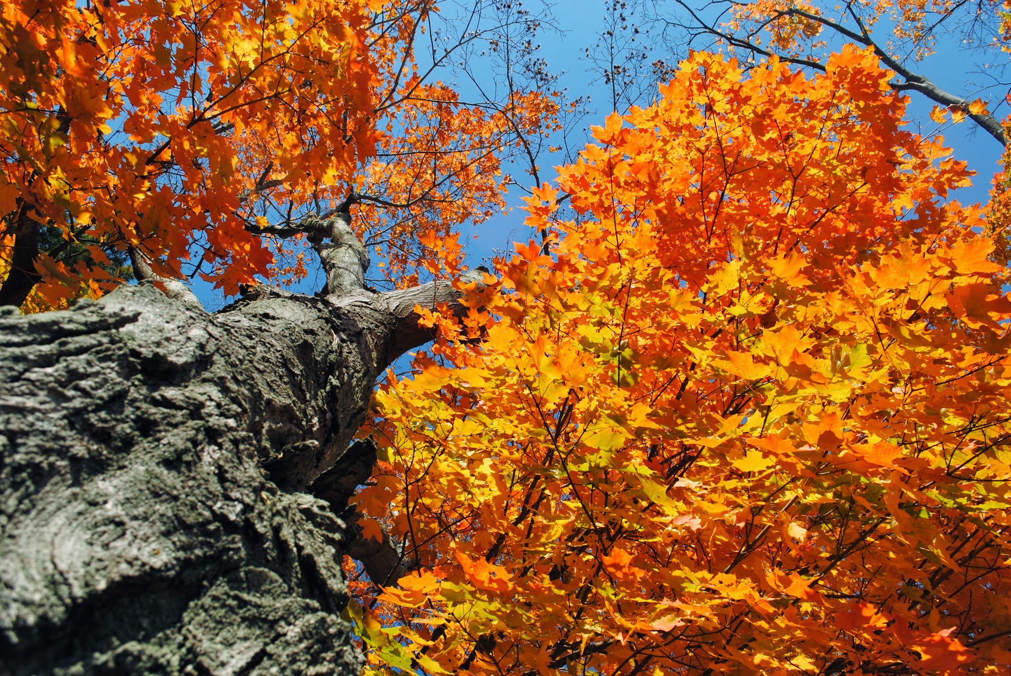 escaping to the farm in the fall — image 6