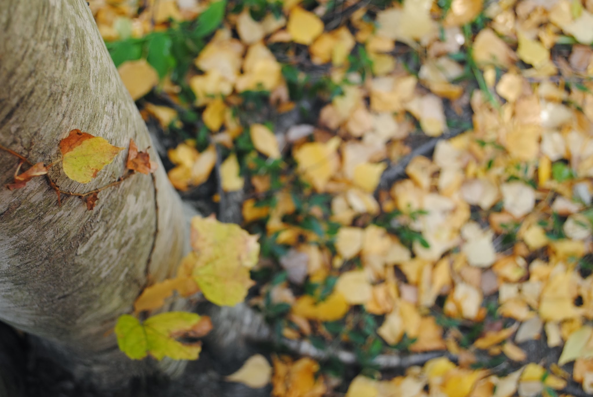 pumpkin carving + fire pit + leaves — image 4