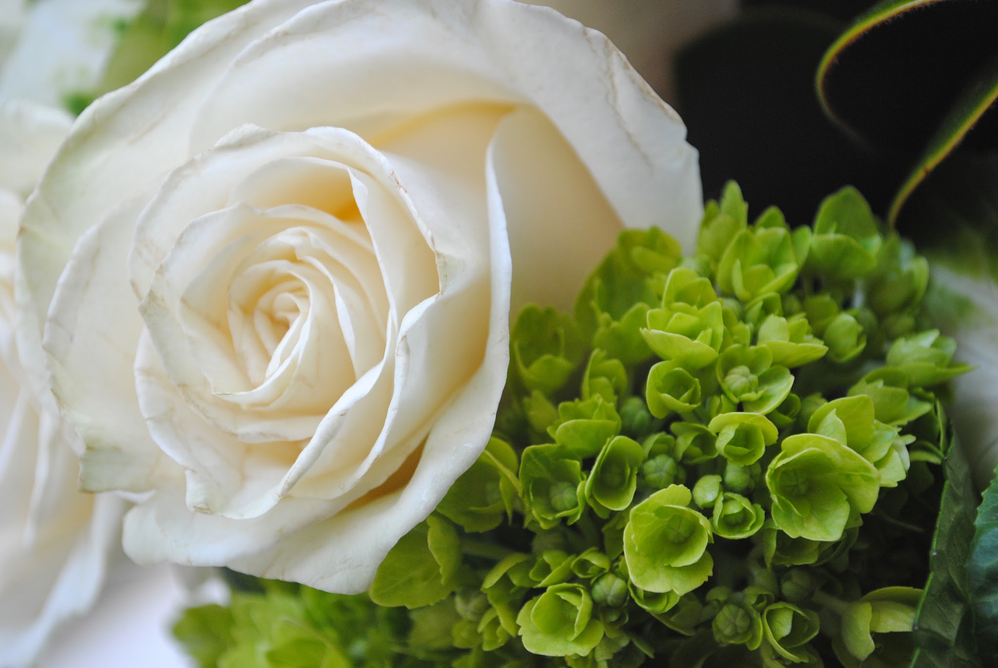 A few bright blooms — image 4