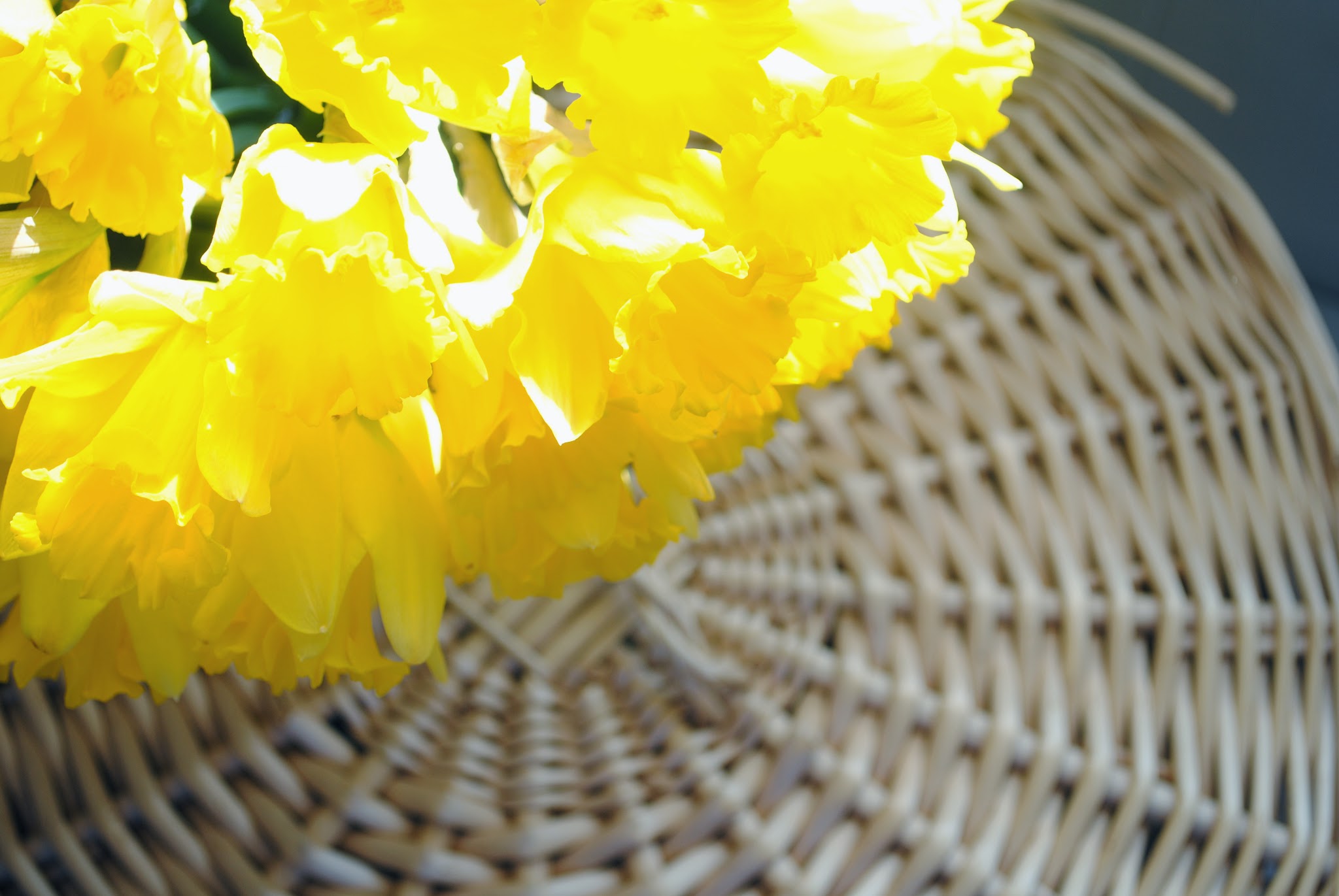 A few bright blooms — image 3