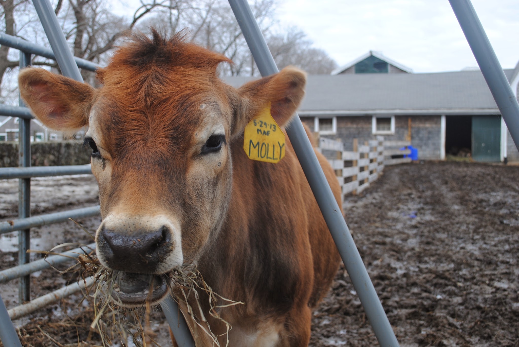 maple syrup day at the farm
