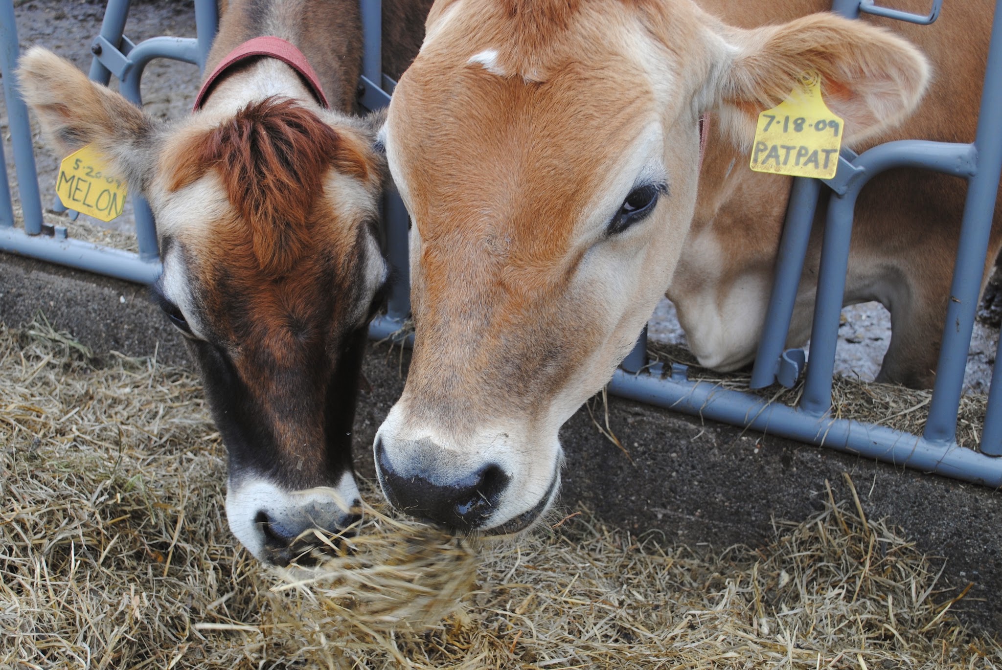maple syrup day at the farm — image 2