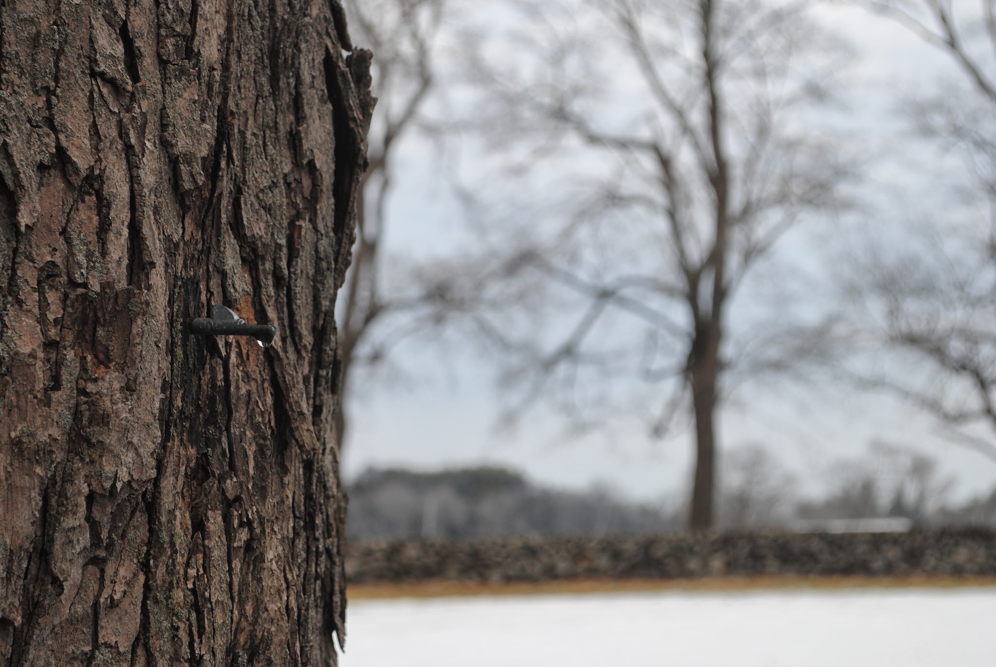 maple syrup day at the farm — image 5